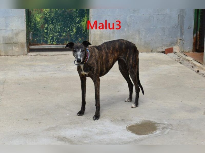 Malu3 geb. 02/2016 (ESP) - liebevolle Galga hat endlich ihr Glück verdient!