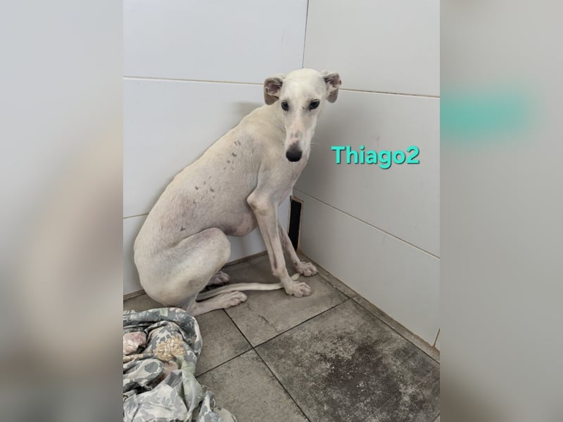 Thaigo2 geb. 03/2024 (ESP) - NOTFALL! erfahrene Hundemenschen gesucht!