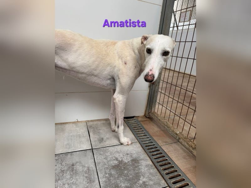 Amatista geb. 02/2019 (ESP) - wunderschöne Traumgalga möchte neu beginnen!
