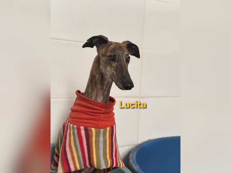 Lucita geb. 03/2022 (ESP) - sanfte und ruhige Galga sucht ihr Körbchen!