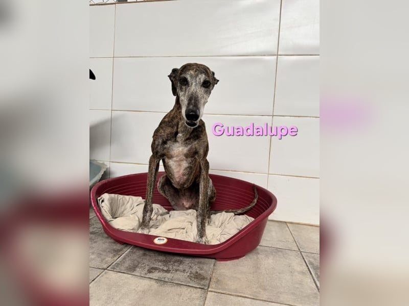 Guadalupe geb. 01/2015 (ESP) - soziale, liebevolle Galga will endlich Liebe kennenlernen!