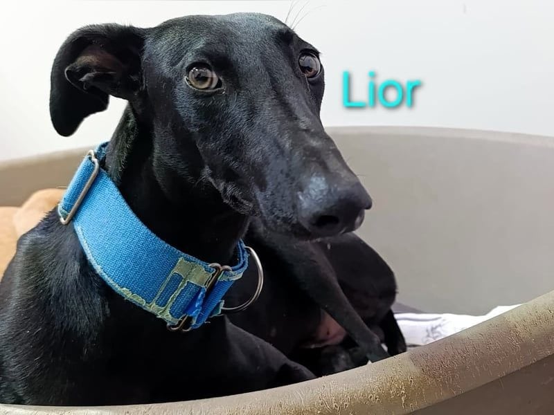 Lior geb. 11/2023 (ESP) - zärtlicher, wunderschöner Galgo!