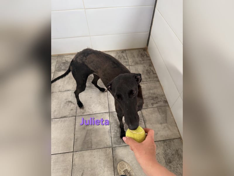 Julieta geb. 05/2024 (ESP) - fröhliche, wunderschöne Galga. Ein echter Sonnenschein!