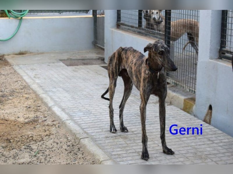 Gerni geb. 05/2025 (ESP) - verschmuster Galgo will wieder lernen zu Vertrauen!