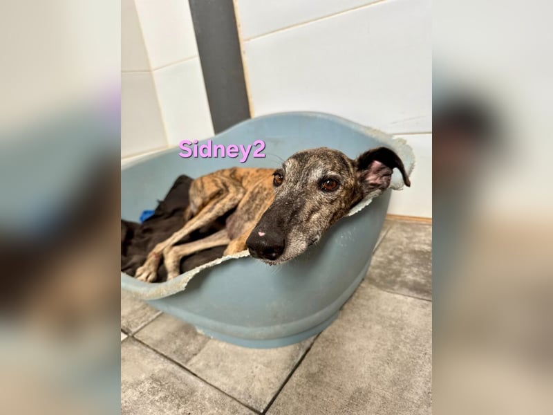 Sidney2 geb. 04/2019 (ESP) - menschenbezogene Galga sucht ihr Für-immer-Körbchen!
