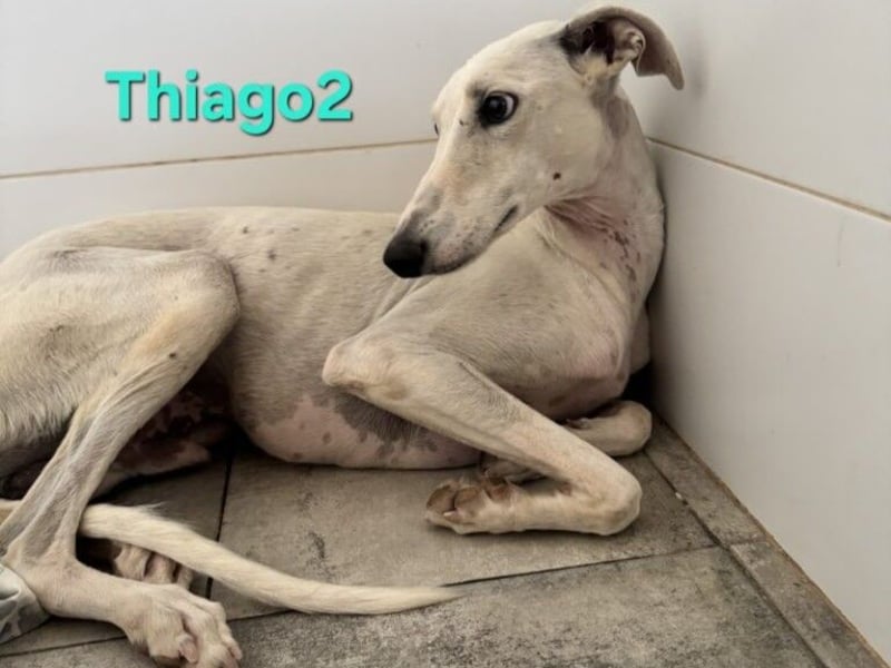 Thaigo2 geb. 03/2024 (ESP) - NOTFALL! erfahrene Hundemenschen gesucht!