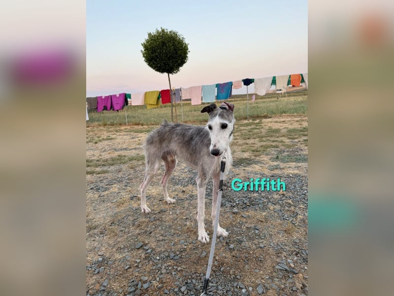 Griffith geb. 01/2021 (ESP) - ein ganz besonderer Galgo sucht seine Menschen!