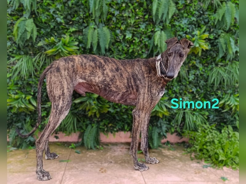 Simon2 geb. 09/2019 (ESP) - unkomplizierter Galgo verdient endlich sein Glück!