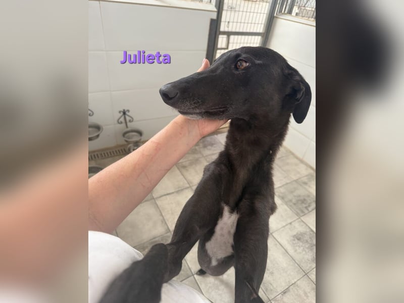 Julieta geb. 05/2024 (ESP) - fröhliche, wunderschöne Galga. Ein echter Sonnenschein!