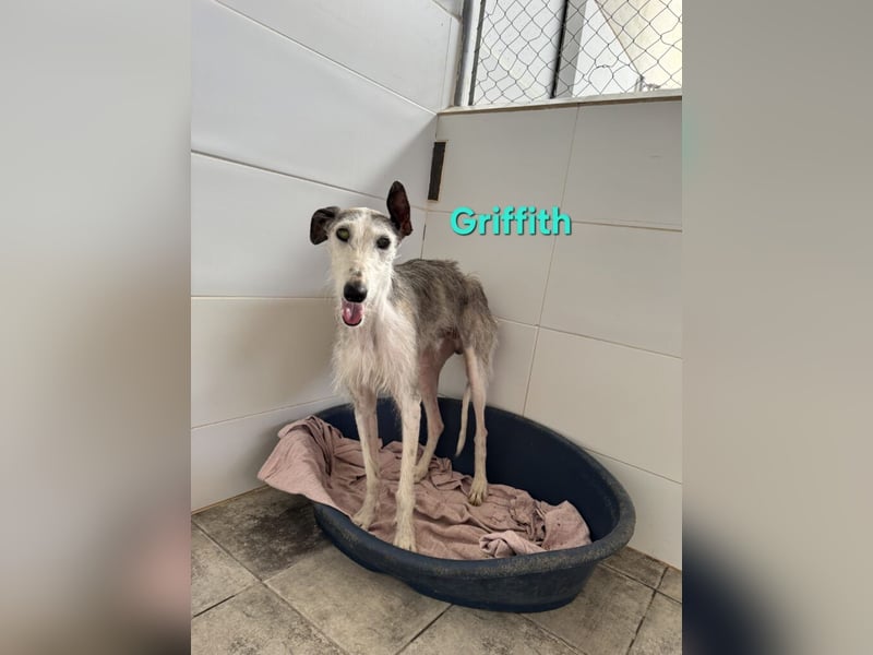 Griffith geb. 01/2021 (ESP) - ein ganz besonderer Galgo sucht seine Menschen!