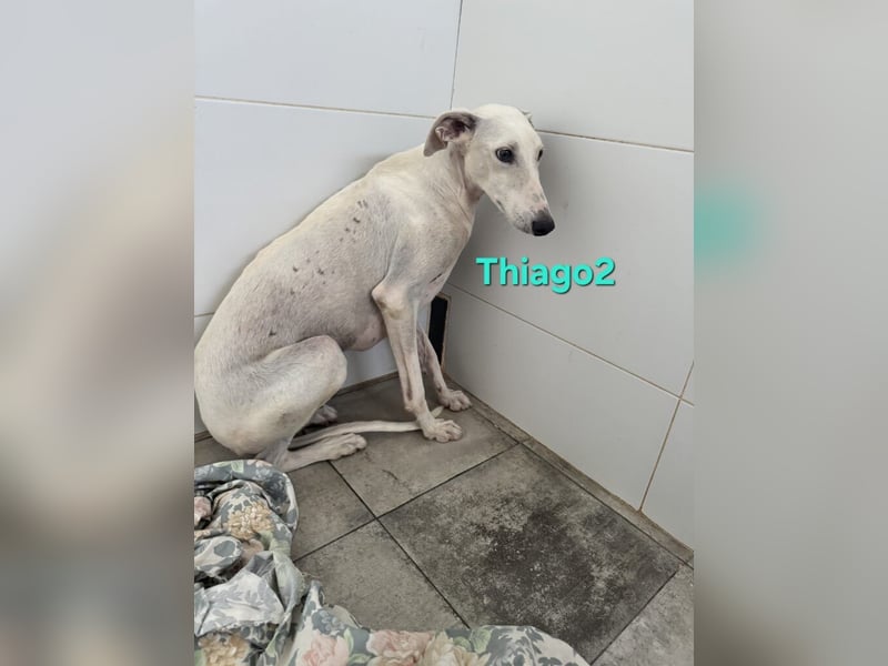 Thaigo2 geb. 03/2024 (ESP) - NOTFALL! erfahrene Hundemenschen gesucht!