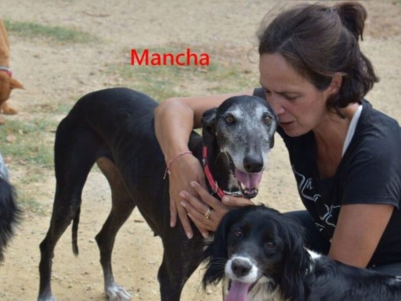 Mancha geb. 06/2019 (ESP) - liebevolle, zärtliche Galga sucht ihre Menschen!