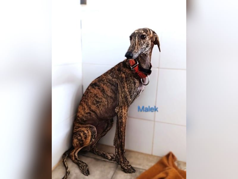 Malek geb. 03/2024 (ESP) - sozialer, ruhiger und zurückhaltender Galgo!
