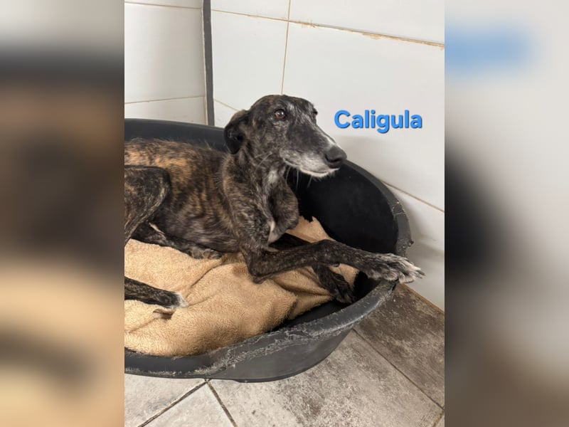 Caligula geb. 12/2020 (ESP) - eleganter, ganz besonderer Galgo!