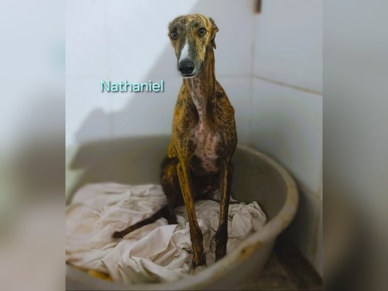 Nathaniel geb. 07/2021 (ESP) - lieber, ausgeglichener und verschmuster Galgo!