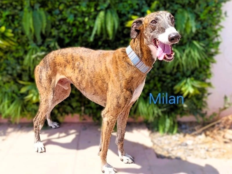 Milan geb. 06/2020 (ESP) - ausgeglichener, anhänglicher und sanfter Galgo!