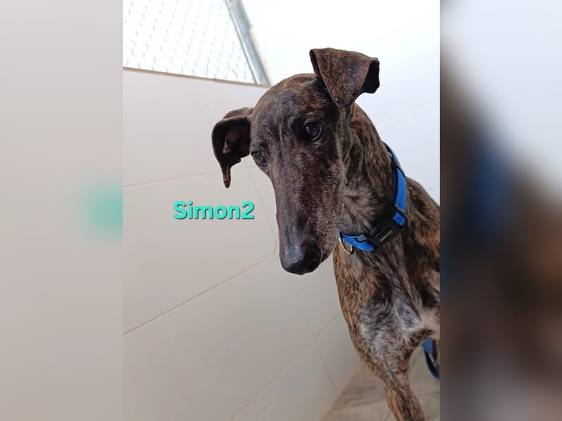Simon2 geb. 09/2019 (ESP) - unkomplizierter Galgo verdient endlich sein Glück!