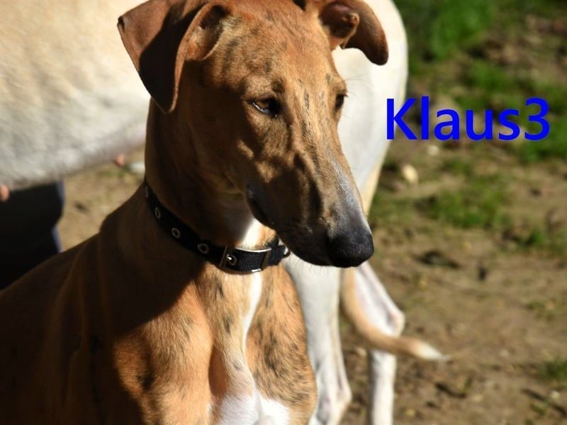Klaus3 geb. 05/2025 (ESP) - sehr freundlicher, aufgeschlossener und menschenbezogener junger Galgo!