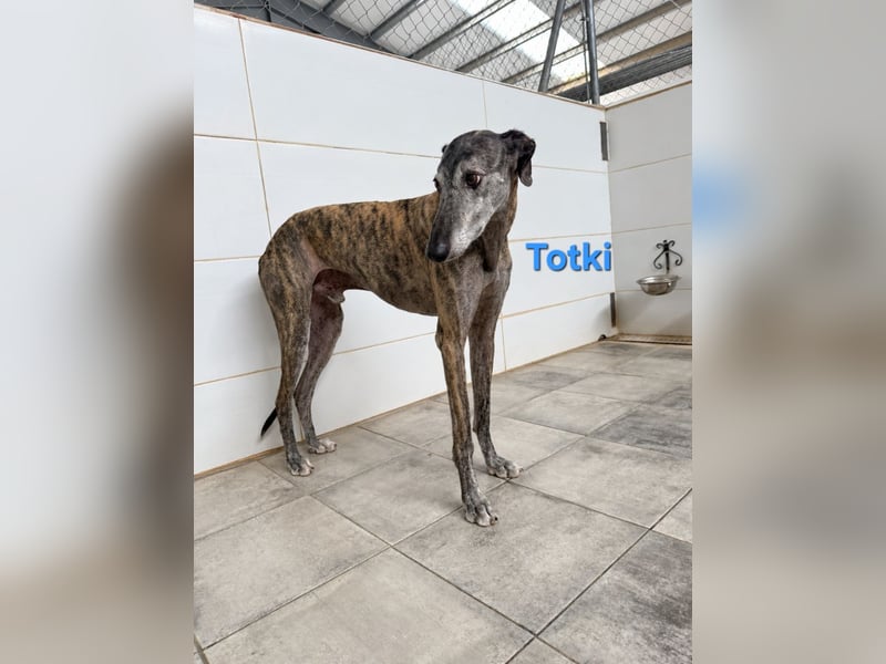 Totki geb. 06/2023 (ESP) - sanfter, feinfühliger Galgo der Herzen leise berührt!