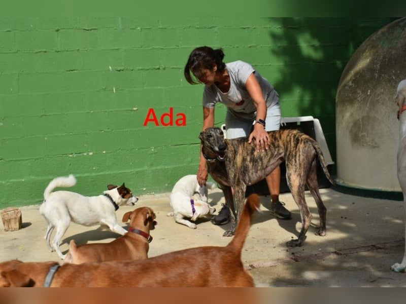 Ada geb. 07/2024 (ESP) - menschenbezogene, sanfte Galga!