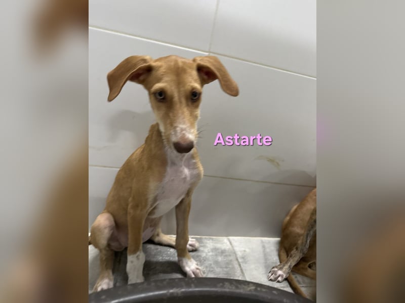 Astarte geb. 06/2026 (ESP) - wunderschönes Galgomädchen sucht ihre Familie!