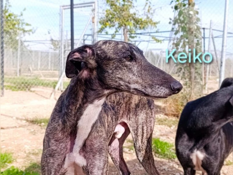 Keiko geb. 07/2020 (ESP) - liebevoller Galgomann sucht seine Familie!