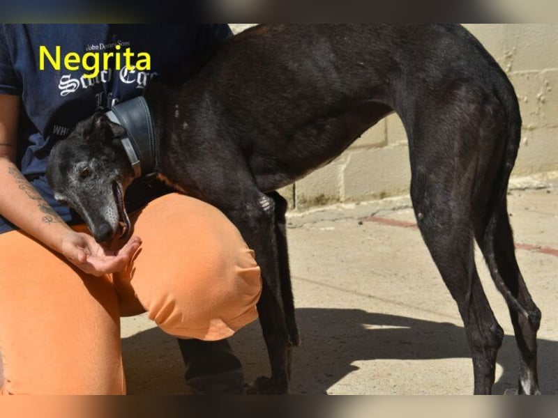 Negrita geb. 09/2022 (ESP) - edle und menschenbezogene Galga, eine treue Seele!