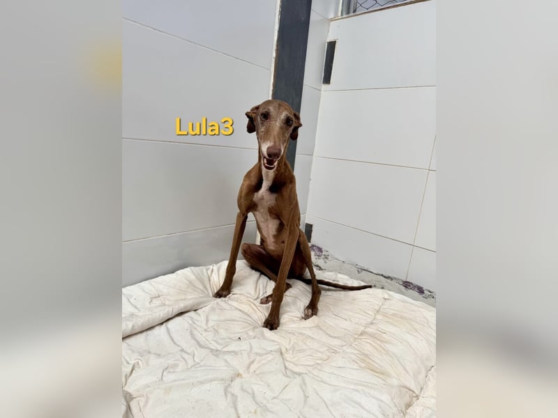 Lula3 geb. 11/2021 (ESP) - wunderschöne Galga... ihre Geschichte soll endlich ein Happy End haben!