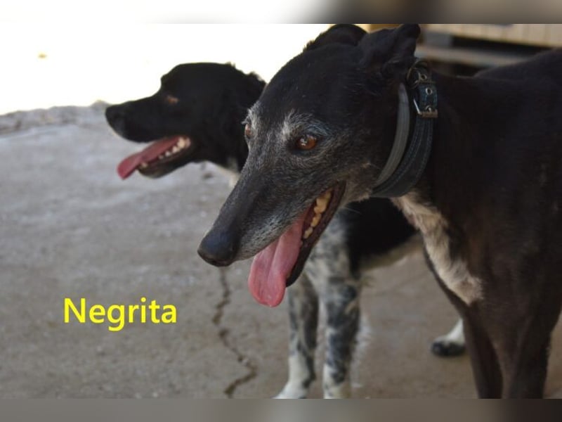 Negrita geb. 09/2022 (ESP) - edle und menschenbezogene Galga, eine treue Seele!