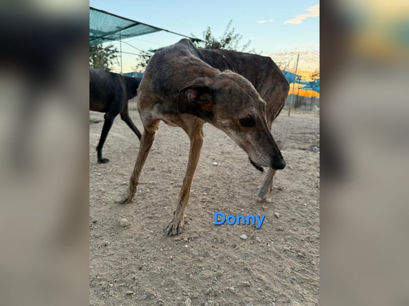 Donny geb. 04/2022 (ESP) - sanfter Galgo der so viel mehr verdient hat!