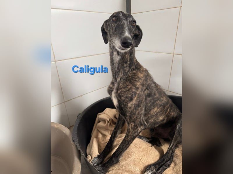 Caligula geb. 12/2020 (ESP) - eleganter, ganz besonderer Galgo!