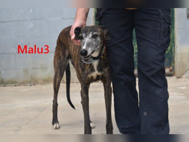 Malu3 geb. 02/2016 (ESP) - liebevolle Galga hat endlich ihr Glück verdient!