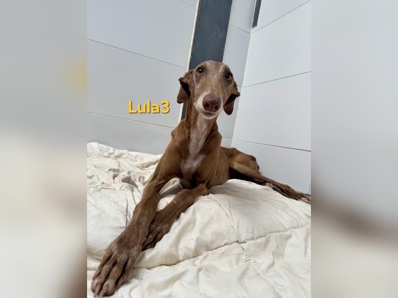 Lula3 geb. 11/2021 (ESP) - wunderschöne Galga... ihre Geschichte soll endlich ein Happy End haben!