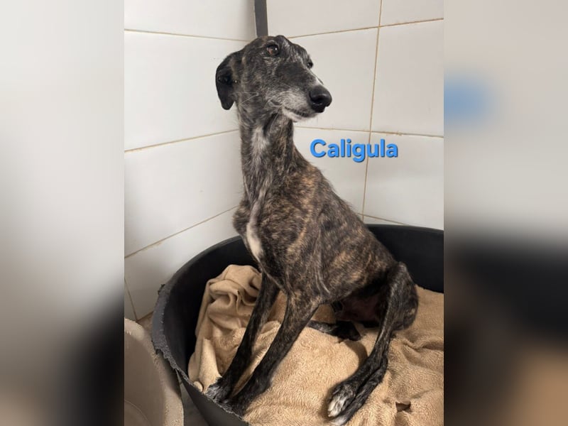 Caligula geb. 12/2020 (ESP) - eleganter, ganz besonderer Galgo!
