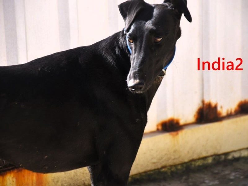 India2 geb. 07/2023 (ESP) - sehr freundliche und soziale, hübsche Galga!