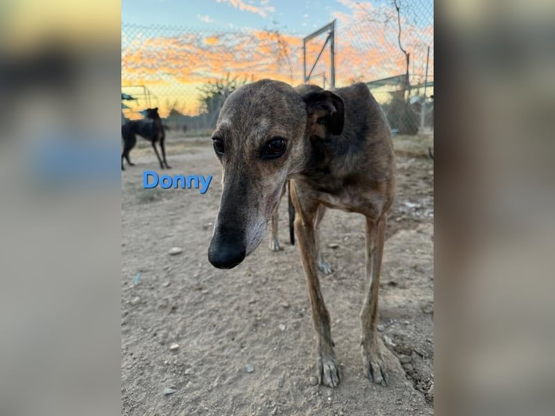 Donny geb. 04/2022 (ESP) - sanfter Galgo der so viel mehr verdient hat!