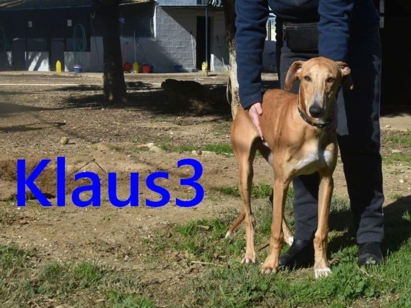 Klaus3 geb. 05/2025 (ESP) - sehr freundlicher, aufgeschlossener und menschenbezogener junger Galgo!
