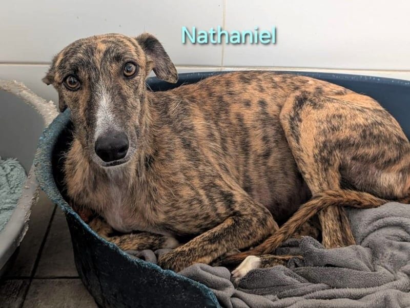 Nathaniel geb. 07/2021 (ESP) - lieber, ausgeglichener und verschmuster Galgo!