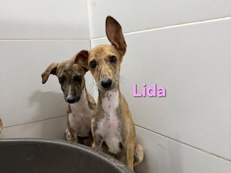 Lida geb. 06/2026 (ESP) - offenes, fröhliches Galgomädchen. Unser Sonnenschein!