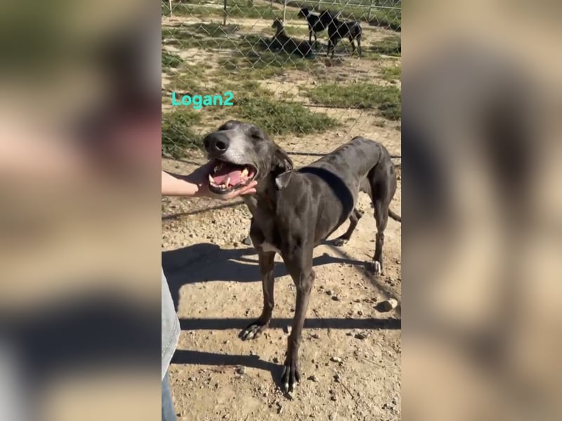 Logan2 geb. 01/2024 (ESP) - ausgeglichener und sozialer Galgo!