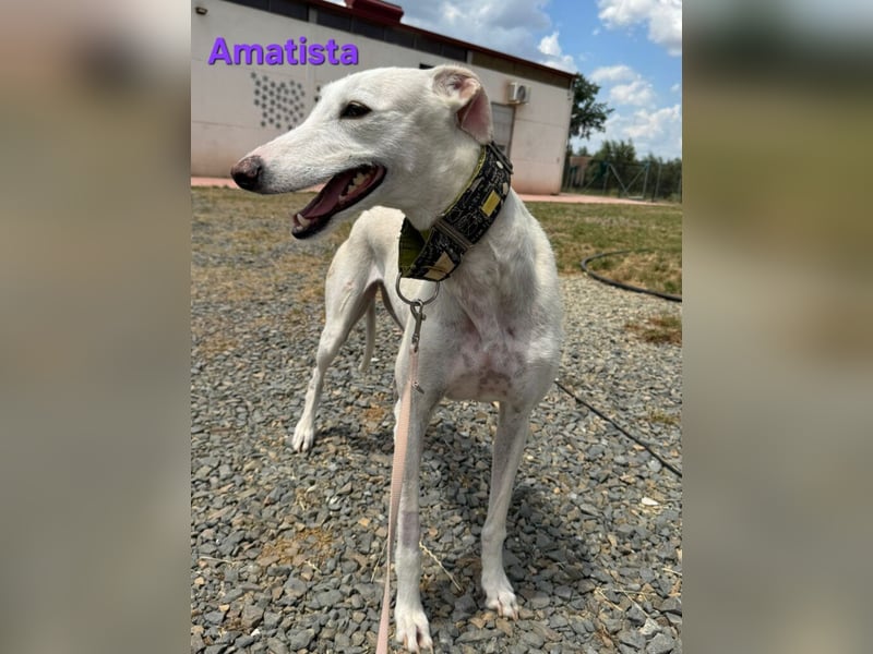 Amatista geb. 02/2019 (ESP) - wunderschöne Traumgalga möchte neu beginnen!