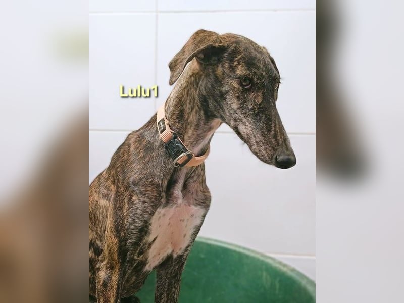 Lulu1 geb. 02/2025 (ESP) - sympathisches und fröhliches Galgo Mädchen!