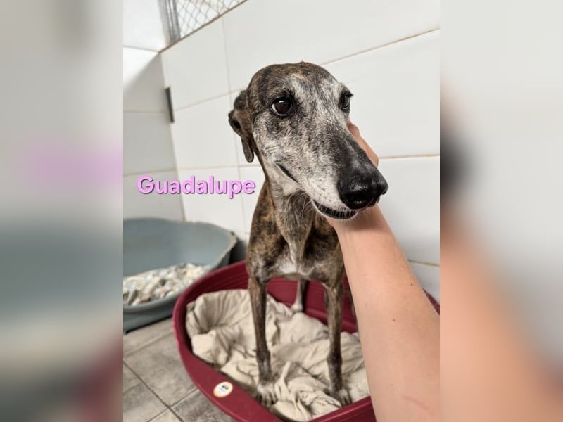 Guadalupe geb. 01/2015 (ESP) - soziale, liebevolle Galga will endlich Liebe kennenlernen!