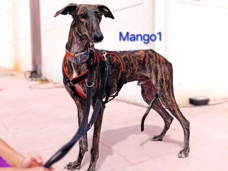 Mango1 geb. 09/2022 (ESP) - sanfter Galgo auf der Suche nach dem Glück!