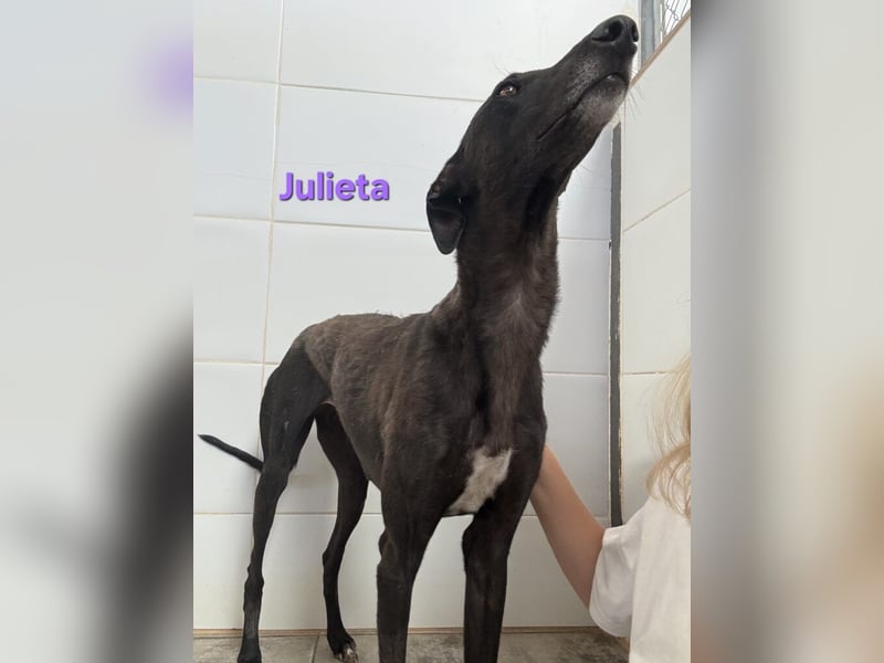 Julieta geb. 05/2024 (ESP) - fröhliche, wunderschöne Galga. Ein echter Sonnenschein!