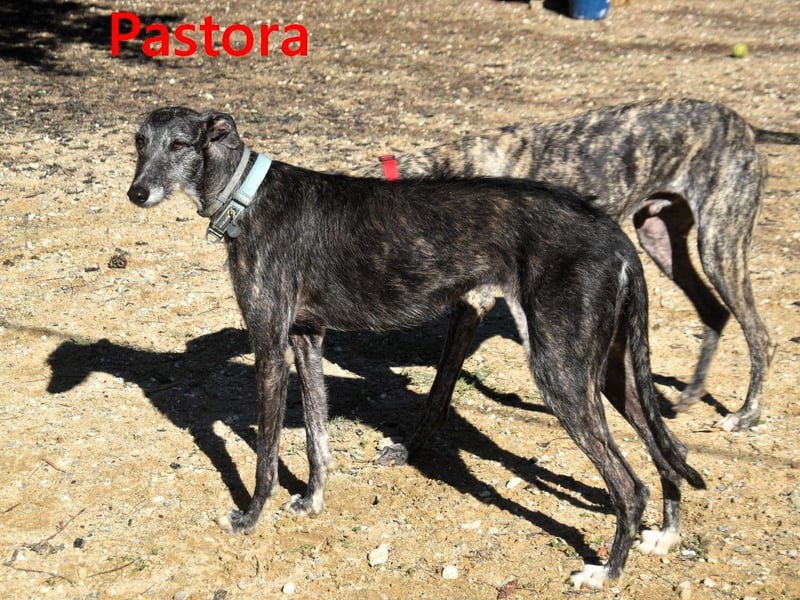 Pastora geb. 06/2021 (ESP) - liebevolle und verschmuste, rauhaarige Traum-Galga!