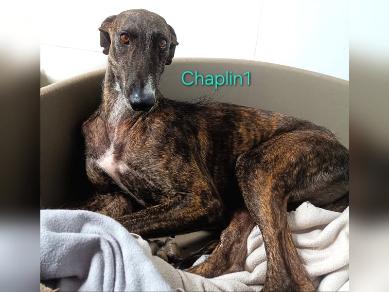 Chaplin1 geb. 01/2023 (ESP) - ruhiger und anhänglicher, sanfter Galgo!