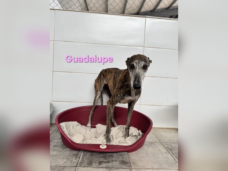 Guadalupe geb. 01/2015 (ESP) - soziale, liebevolle Galga will endlich Liebe kennenlernen!