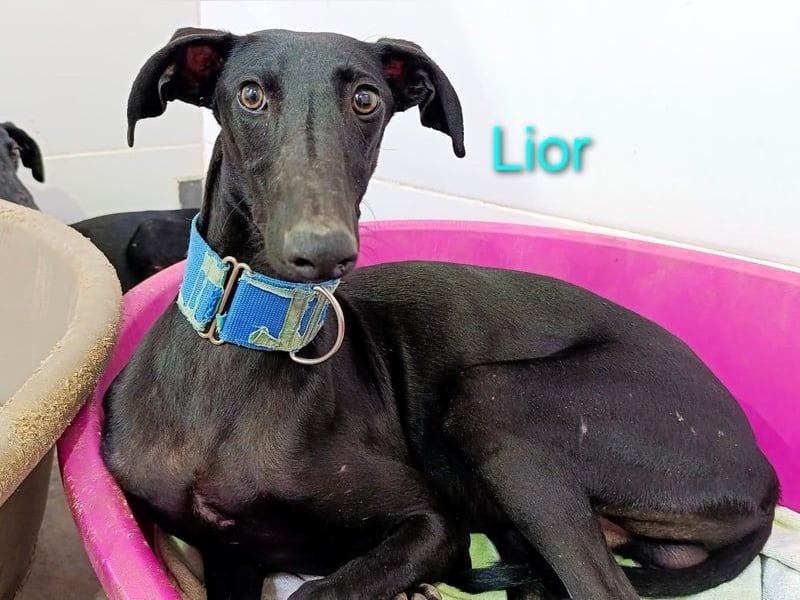 Lior geb. 11/2023 (ESP) - zärtlicher und unterwürfiger Galgo!