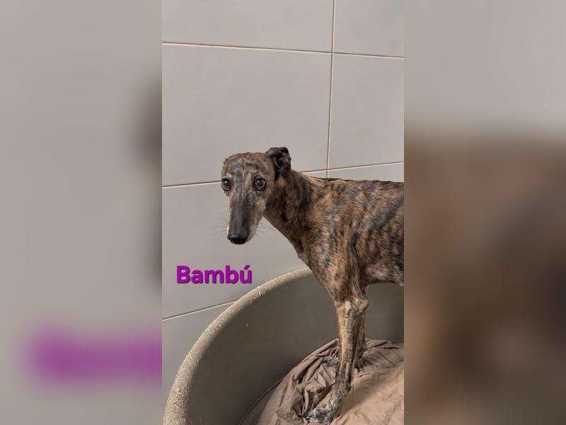 Bambú geb. 08/2019 (ESP) - diese sanfte Galga sucht erfahrene Menschen!